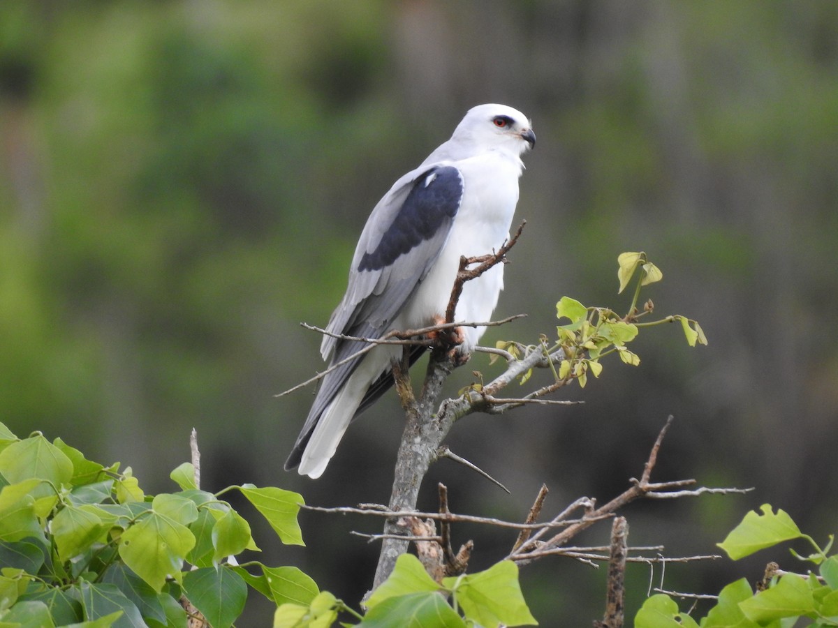 White-tailed Kite - Erick Barbato