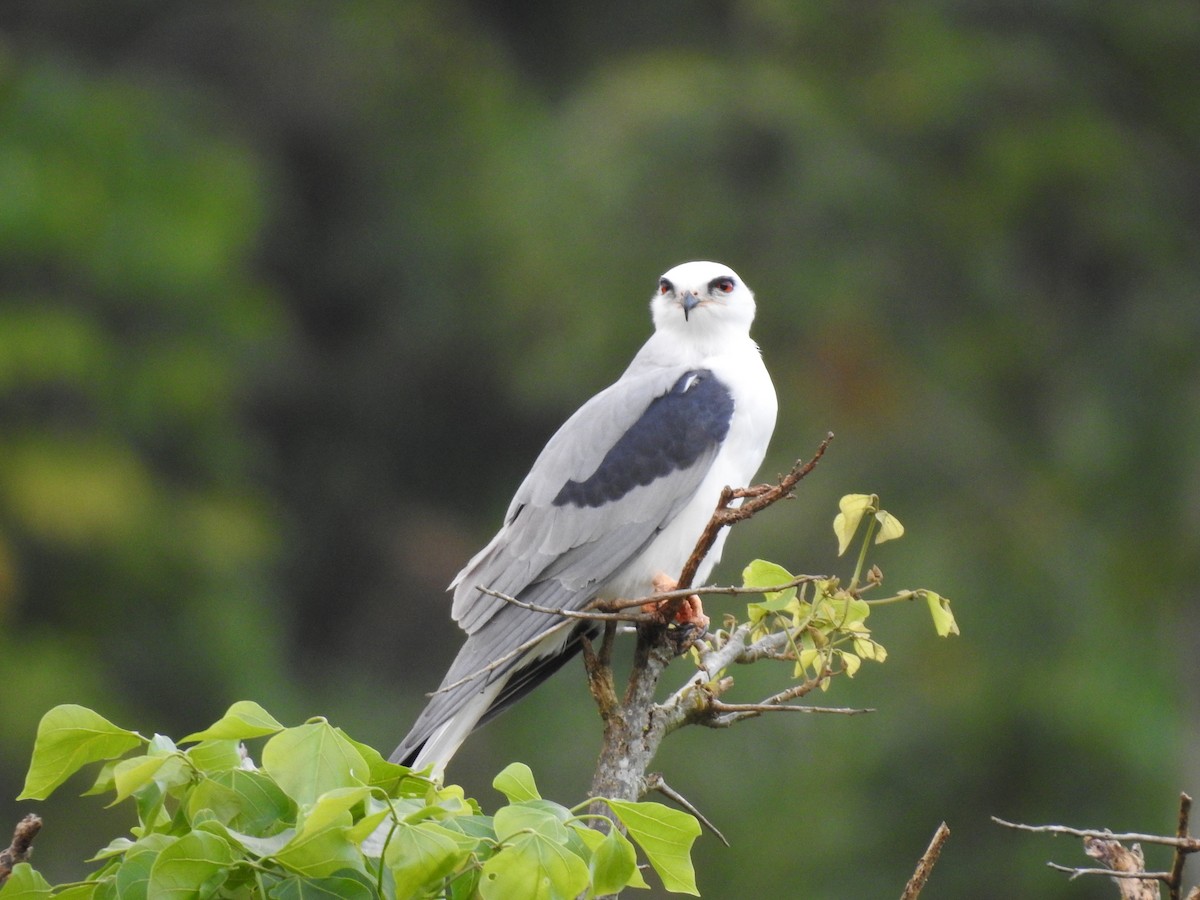 White-tailed Kite - Erick Barbato