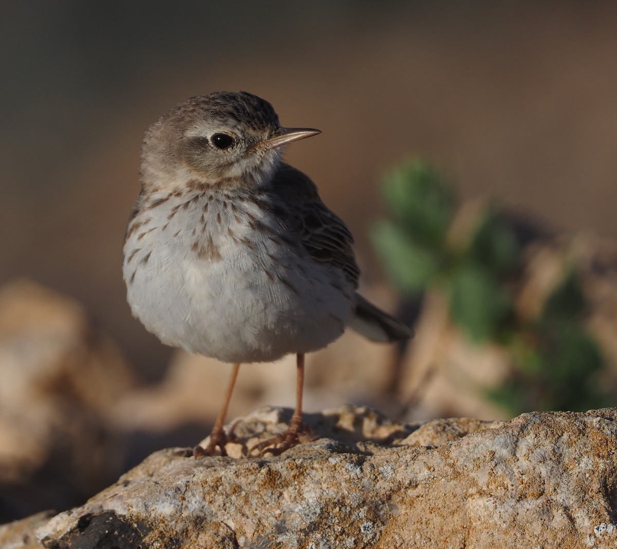 Berthelot's Pipit - Stephan Lorenz