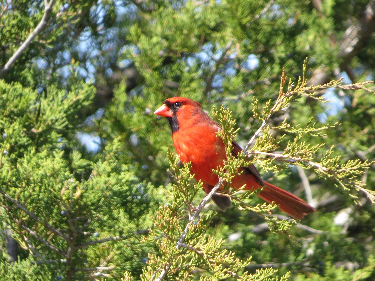 Northern Cardinal - Chris Anderson