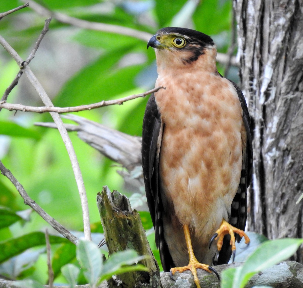 Bicolored Hawk - Erick Barbato