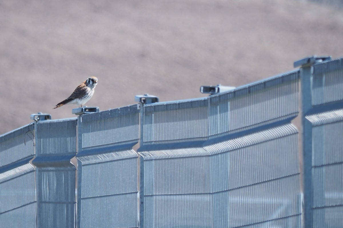 American Kestrel - ML618223132