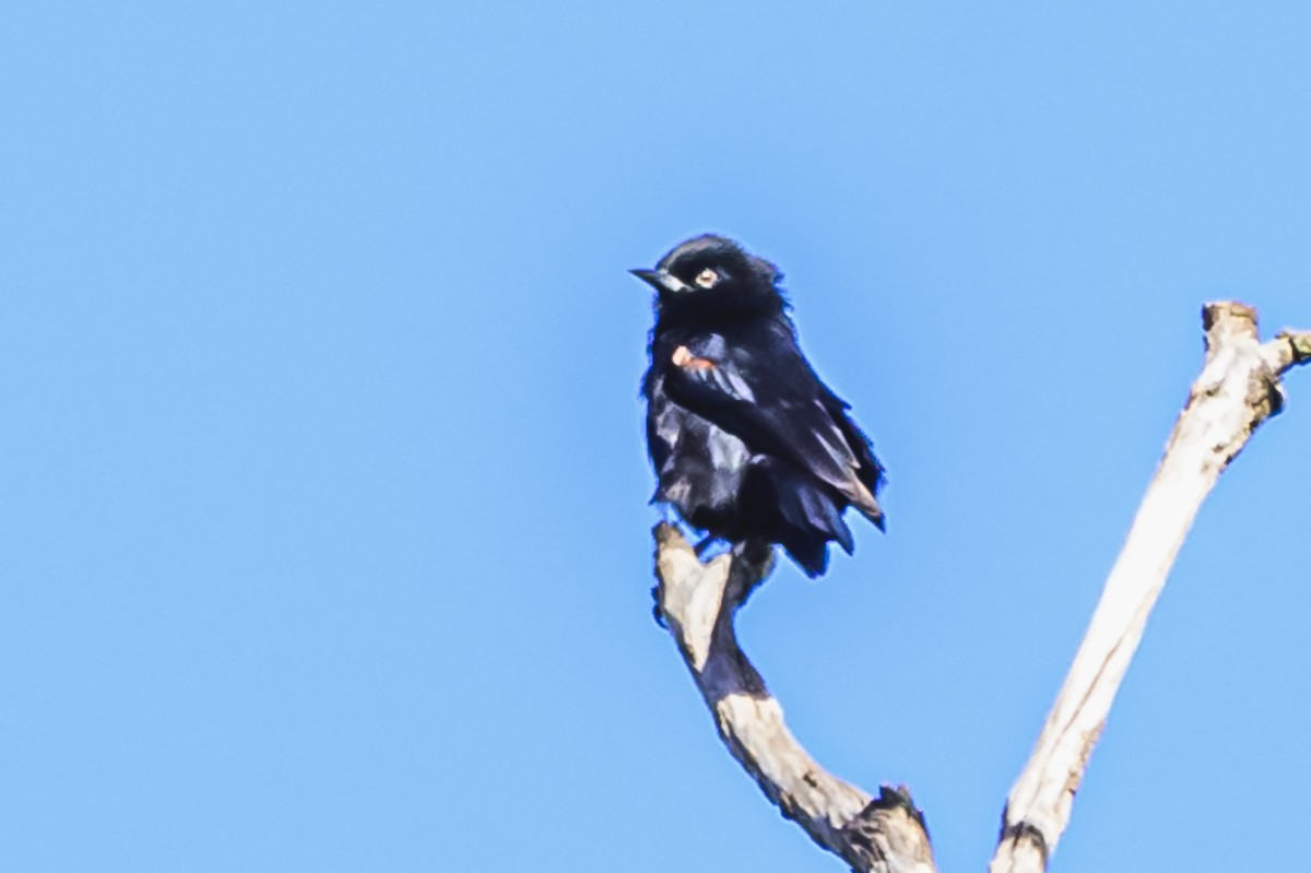 Variable Oriole - Amed Hernández