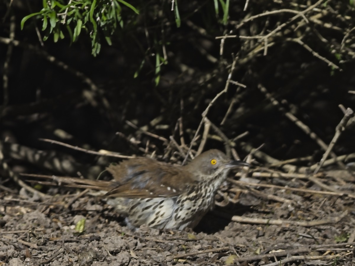 Long-billed Thrasher - Daniel Richards