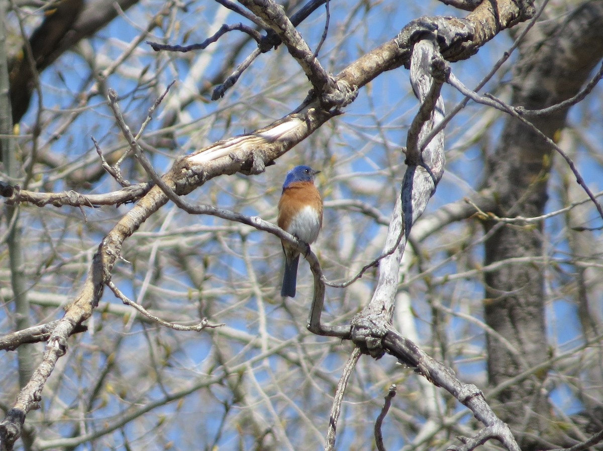 Eastern Bluebird - Chris Anderson