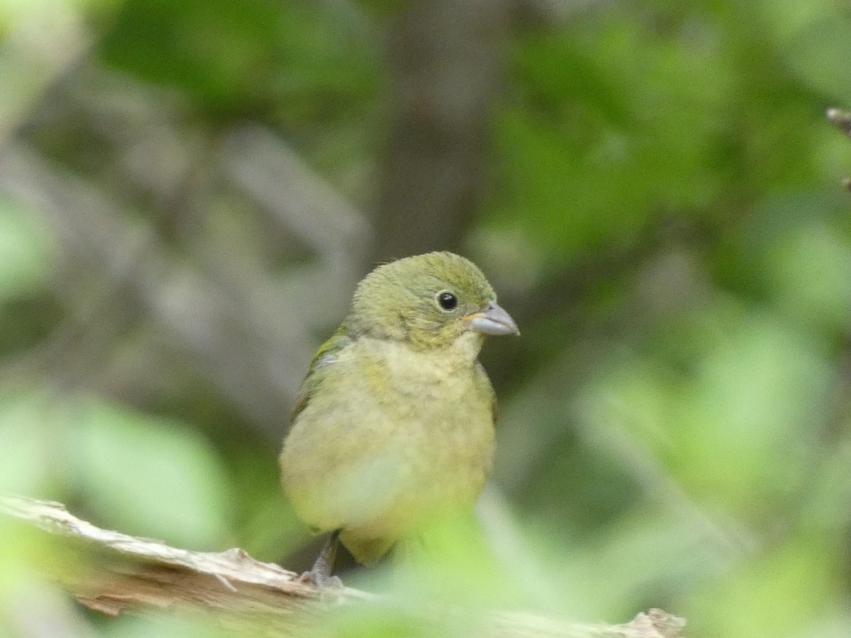Painted Bunting - ML618223179