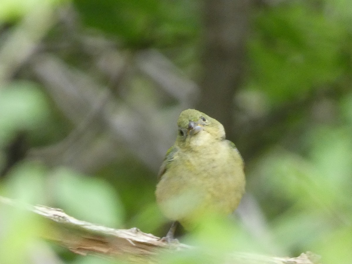 Painted Bunting - ML618223180