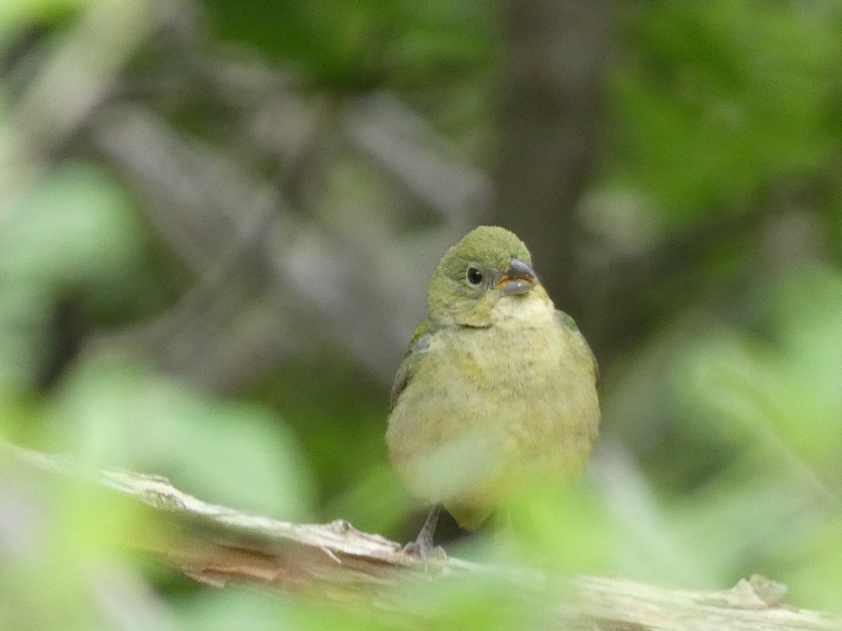 Painted Bunting - ML618223181