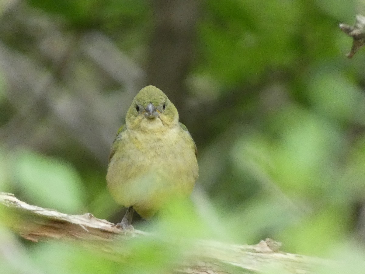 Painted Bunting - ML618223182