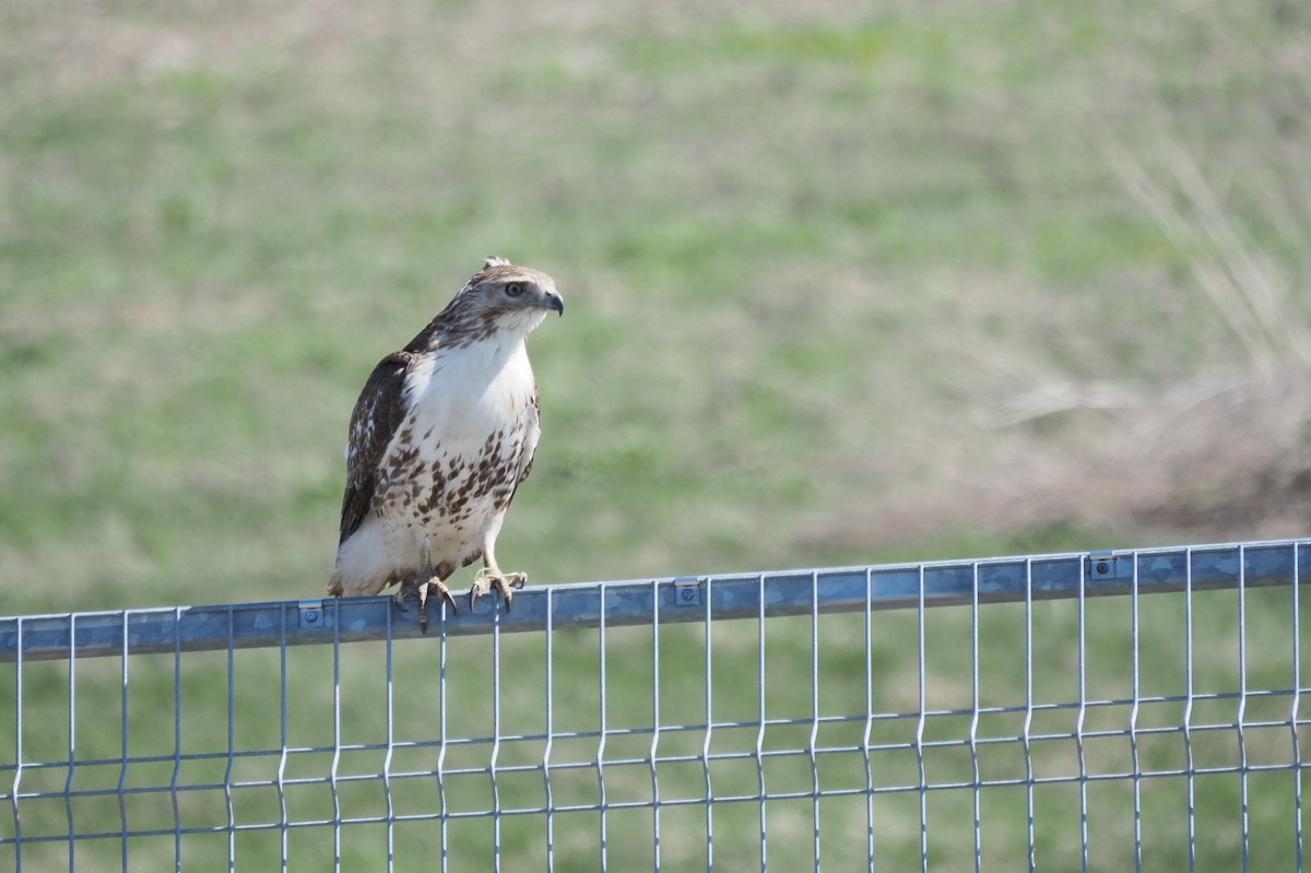 Red-tailed Hawk - André Dionne