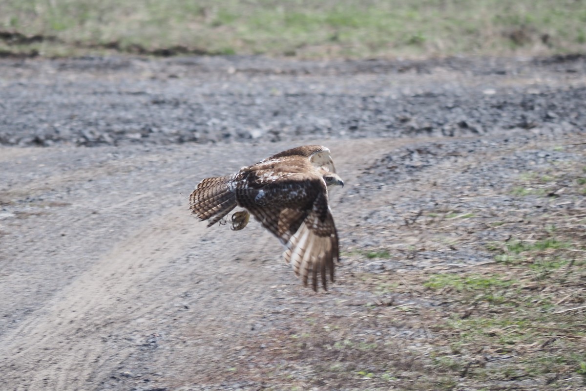 Red-tailed Hawk - André Dionne