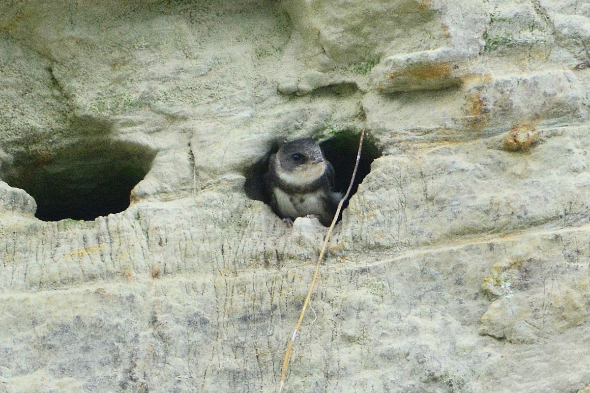 Bank Swallow - Gary Davidson