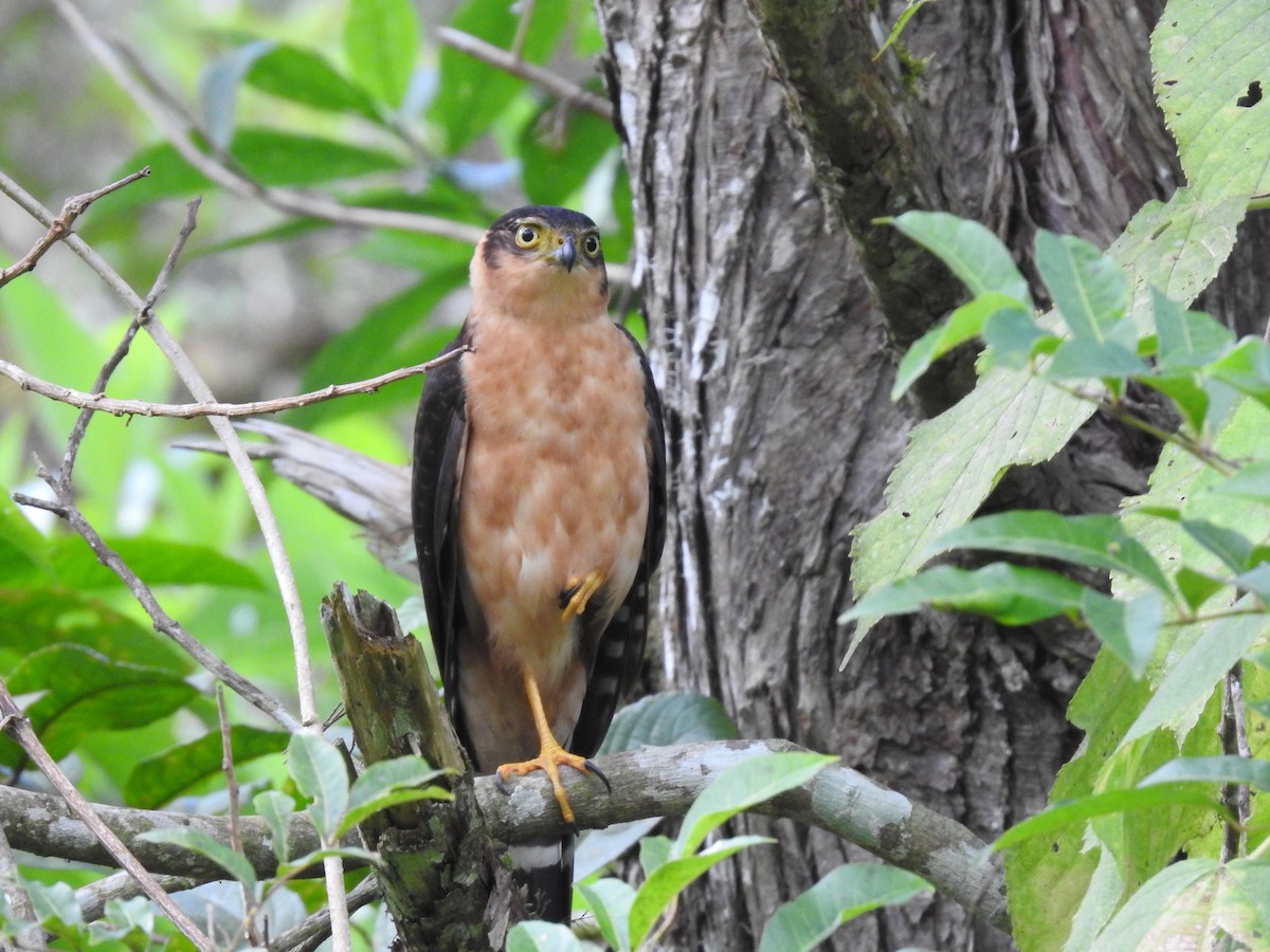 Bicolored Hawk - Erick Barbato