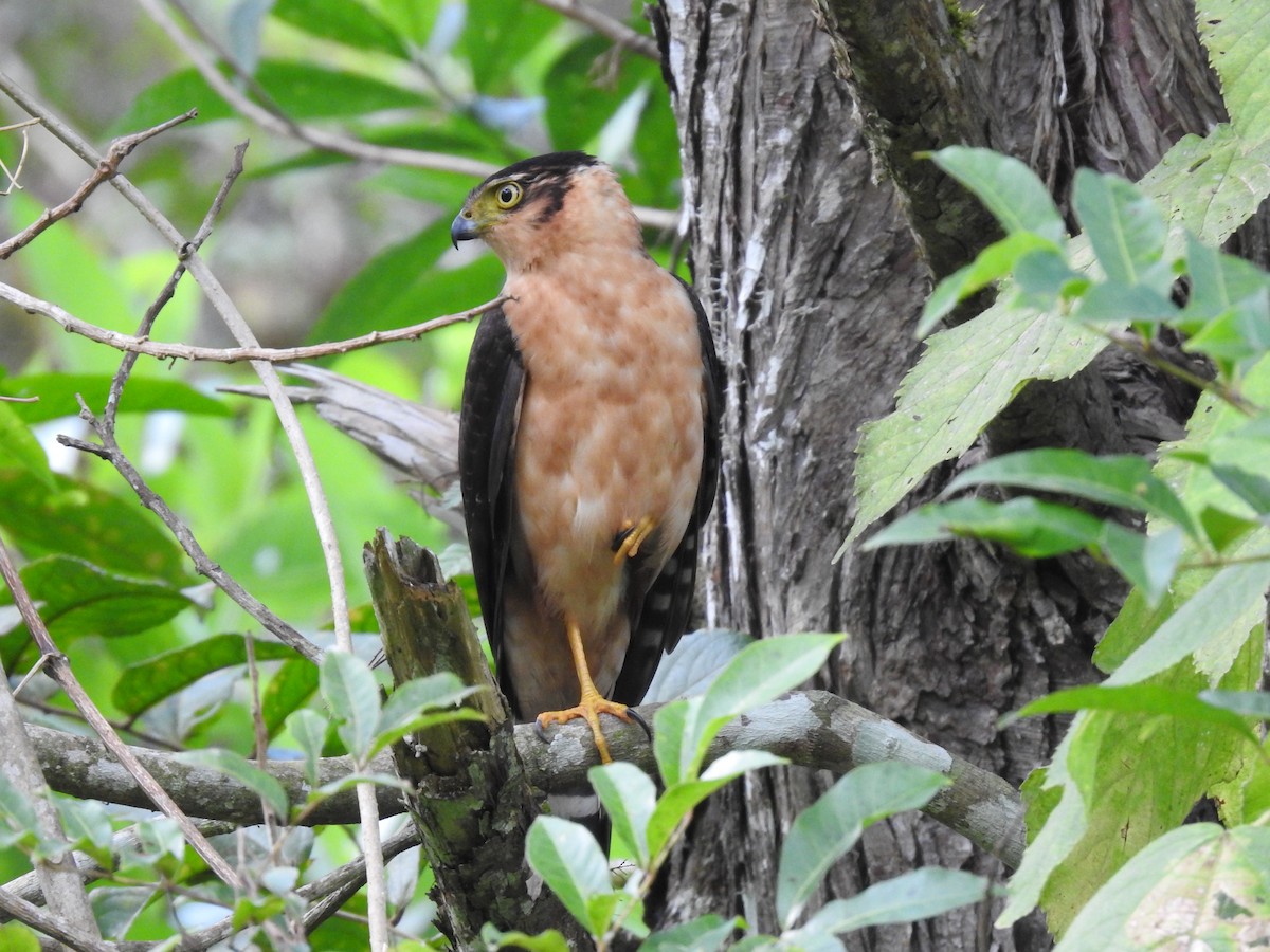 Bicolored Hawk - Erick Barbato