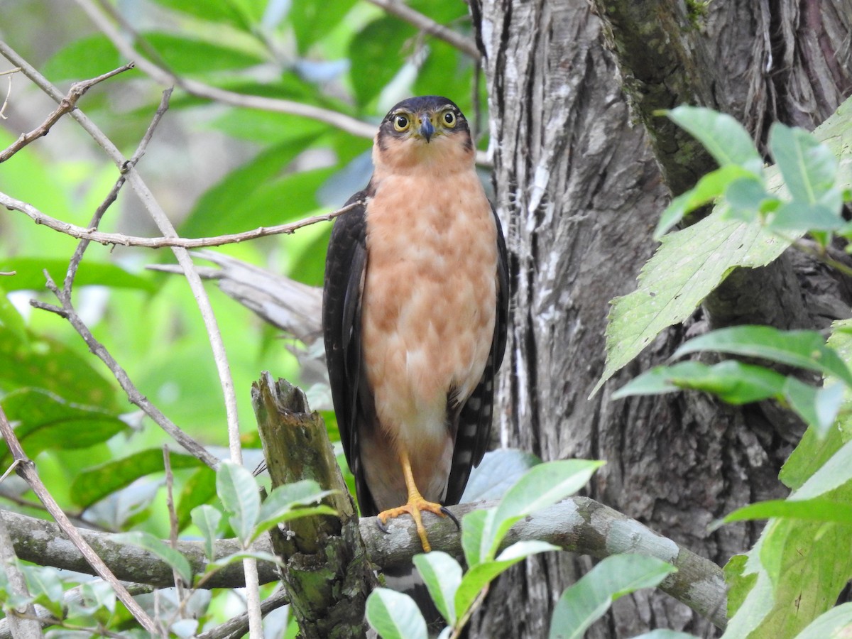 Bicolored Hawk - Erick Barbato