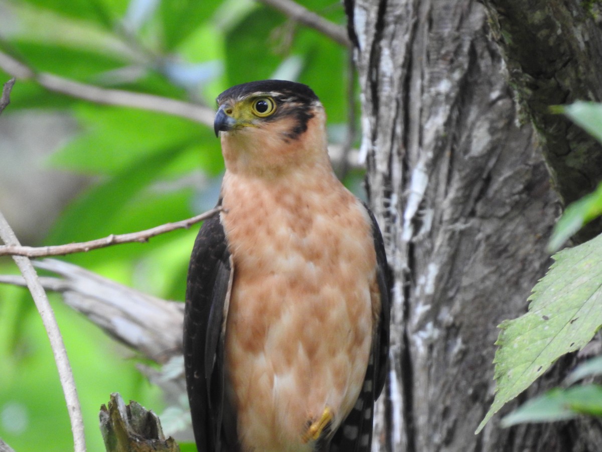 Bicolored Hawk - Erick Barbato