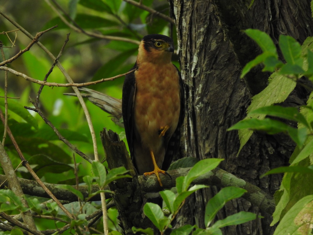 Bicolored Hawk - Erick Barbato