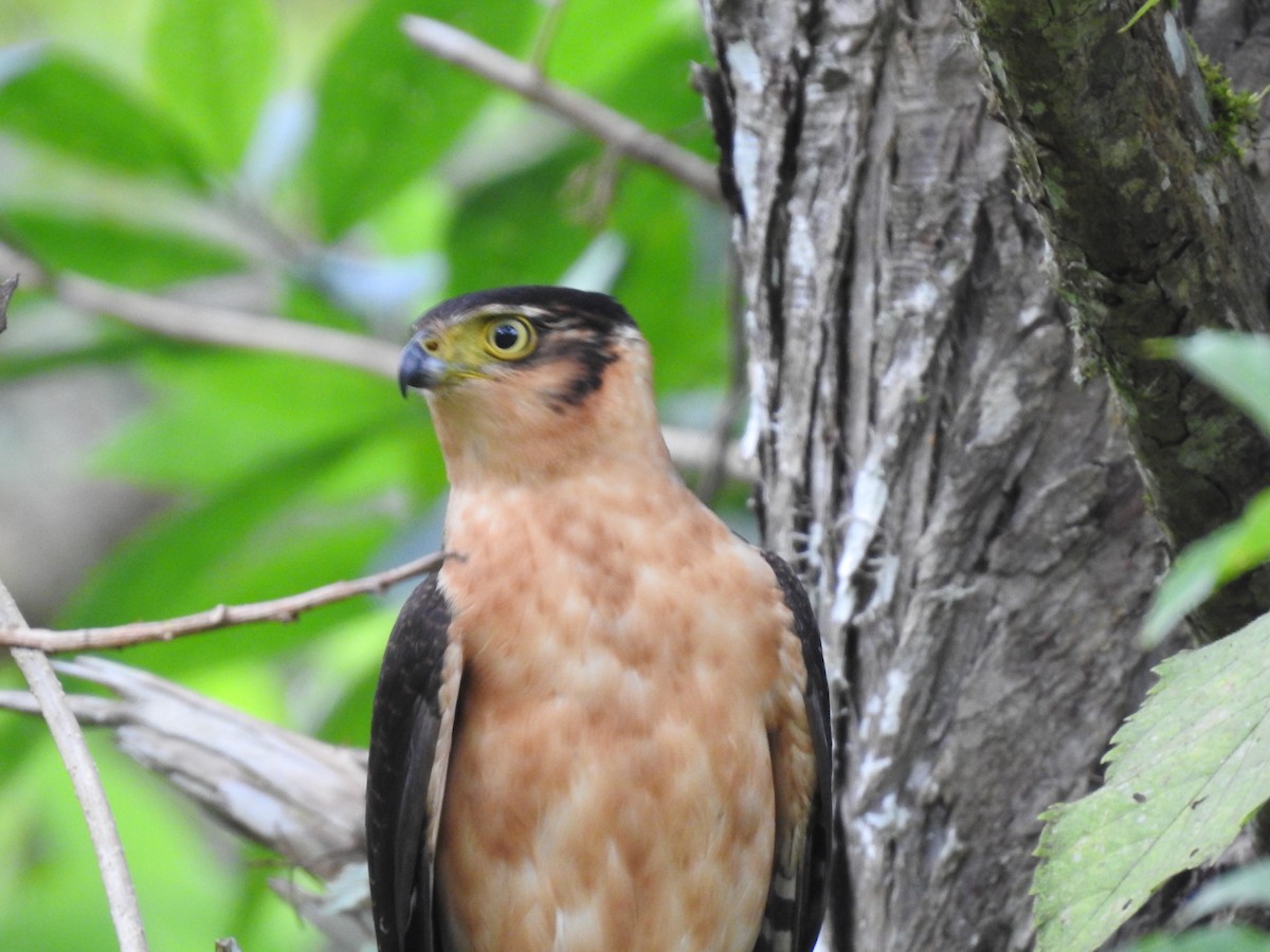 Bicolored Hawk - Erick Barbato