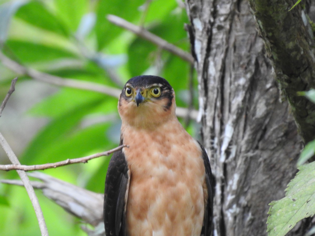 Bicolored Hawk - Erick Barbato