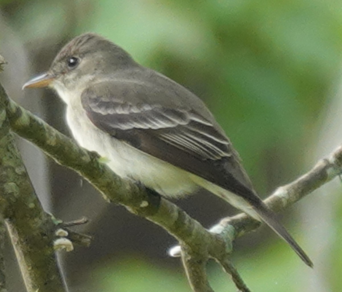 Eastern Wood-Pewee - Lilian Saul