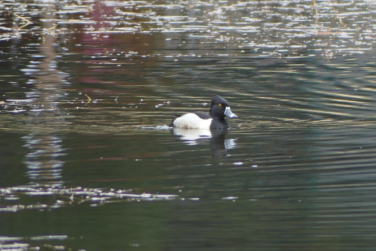 Ring-necked Duck - ML618223241