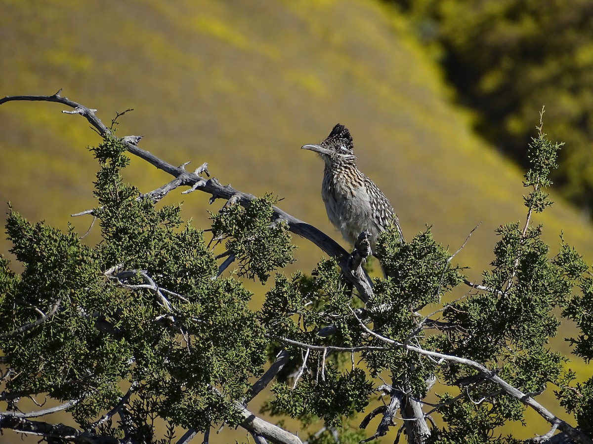 Greater Roadrunner - ML618223252