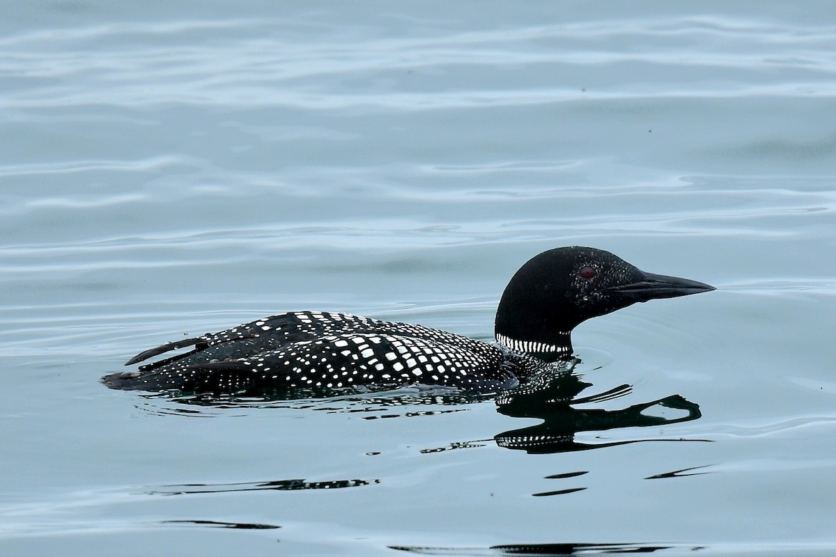 Common Loon - Steve Czyzycki