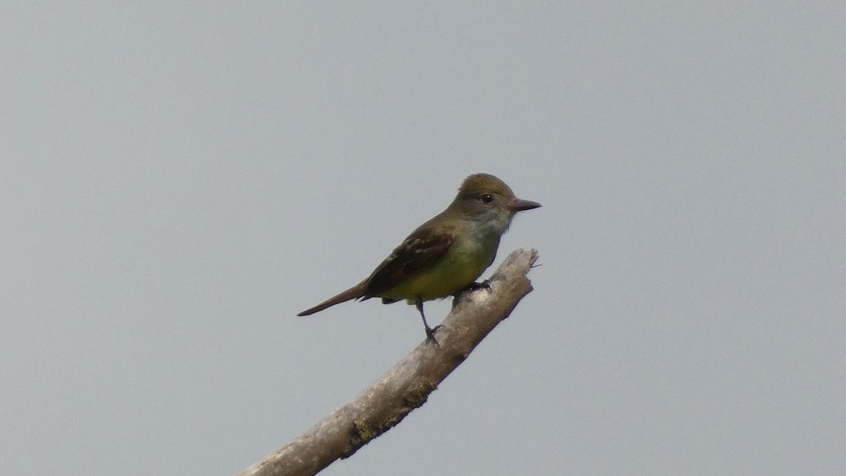 Great Crested Flycatcher - ML618223264