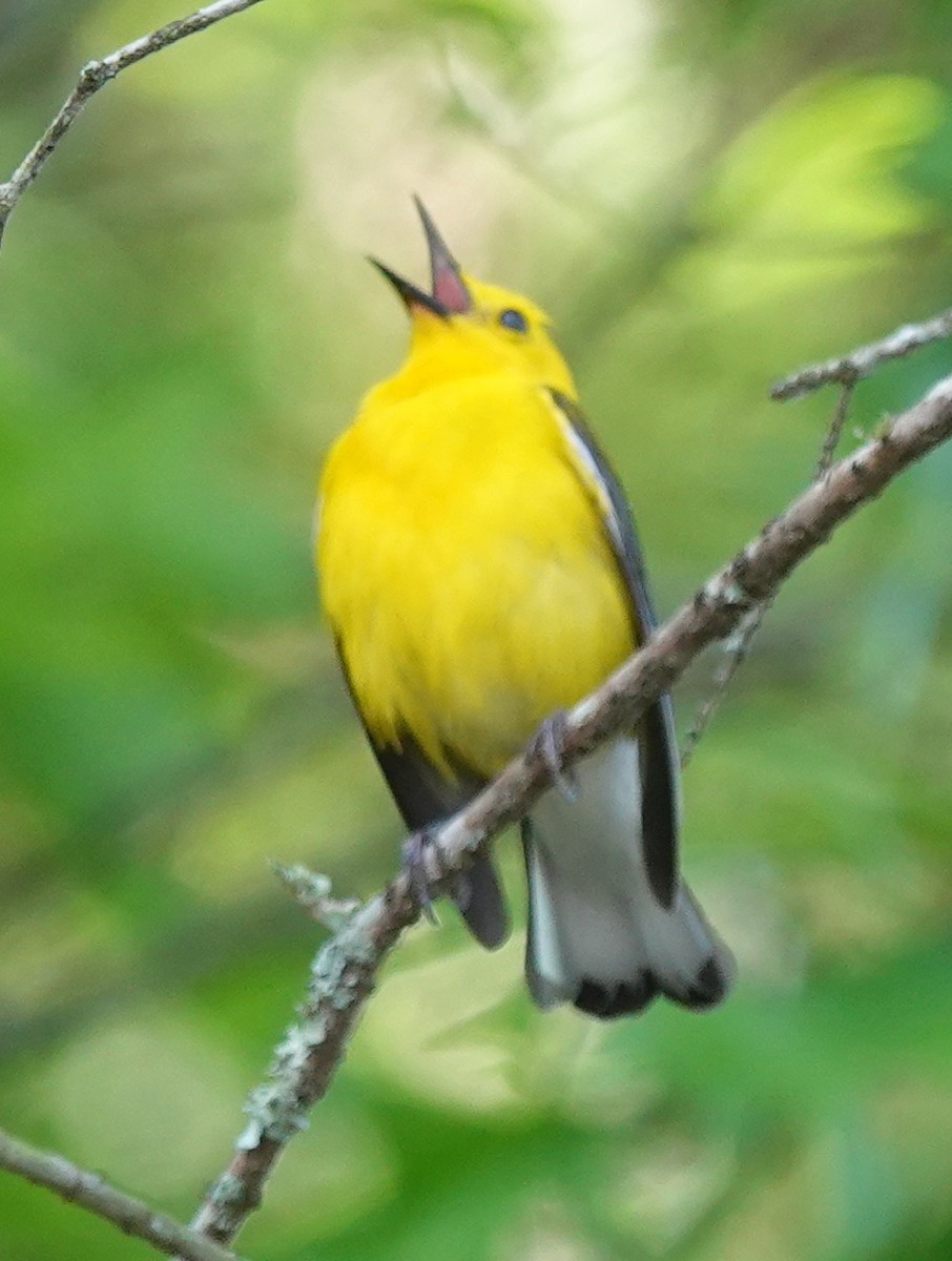 Prothonotary Warbler - Lilian Saul