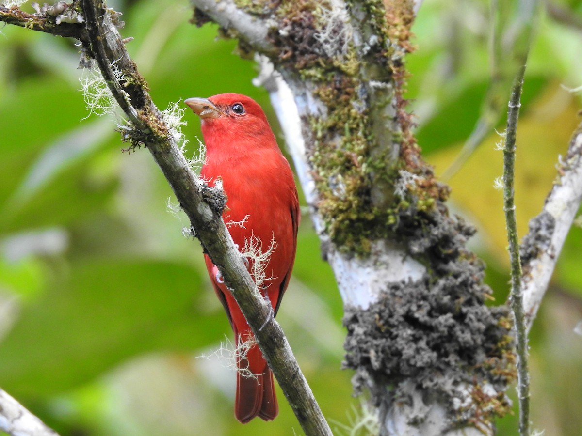 Summer Tanager - Erick Barbato