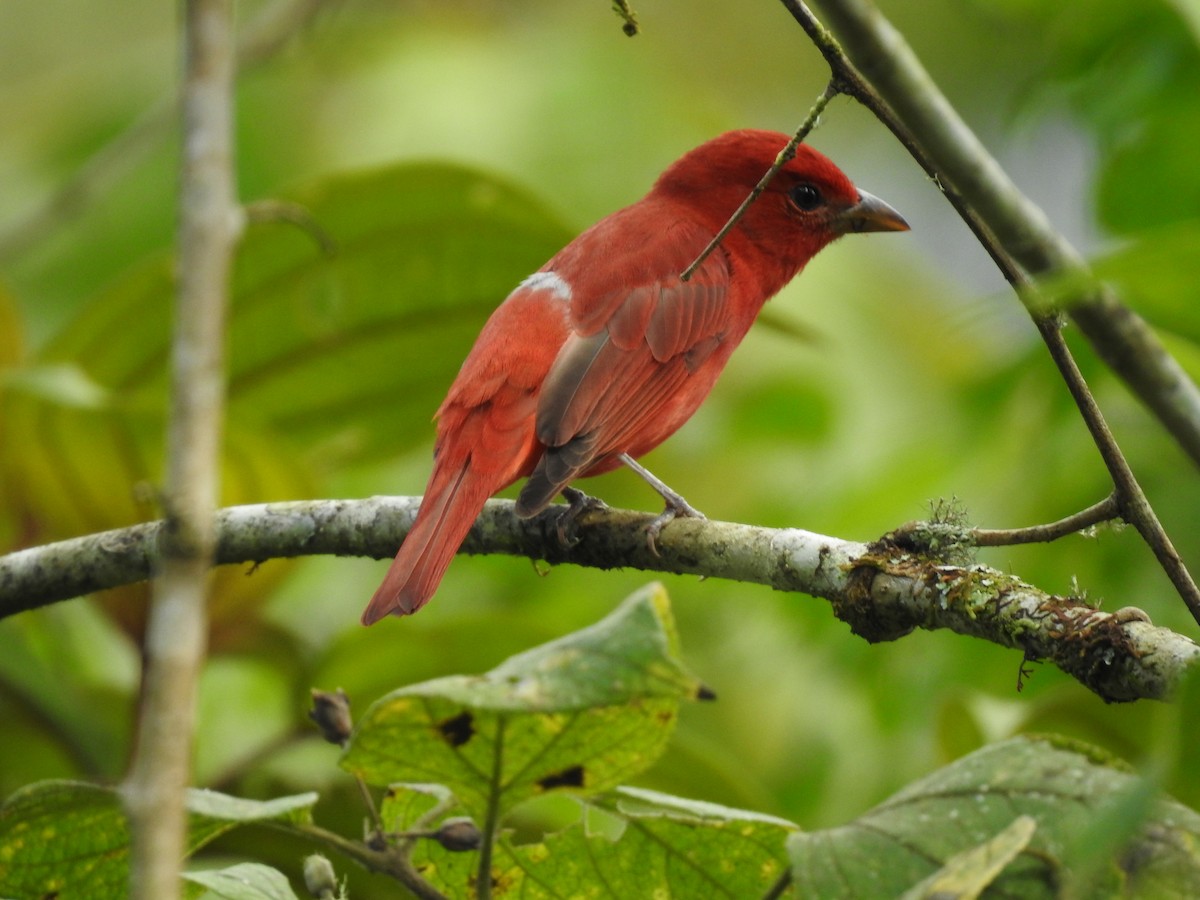 Summer Tanager - Erick Barbato