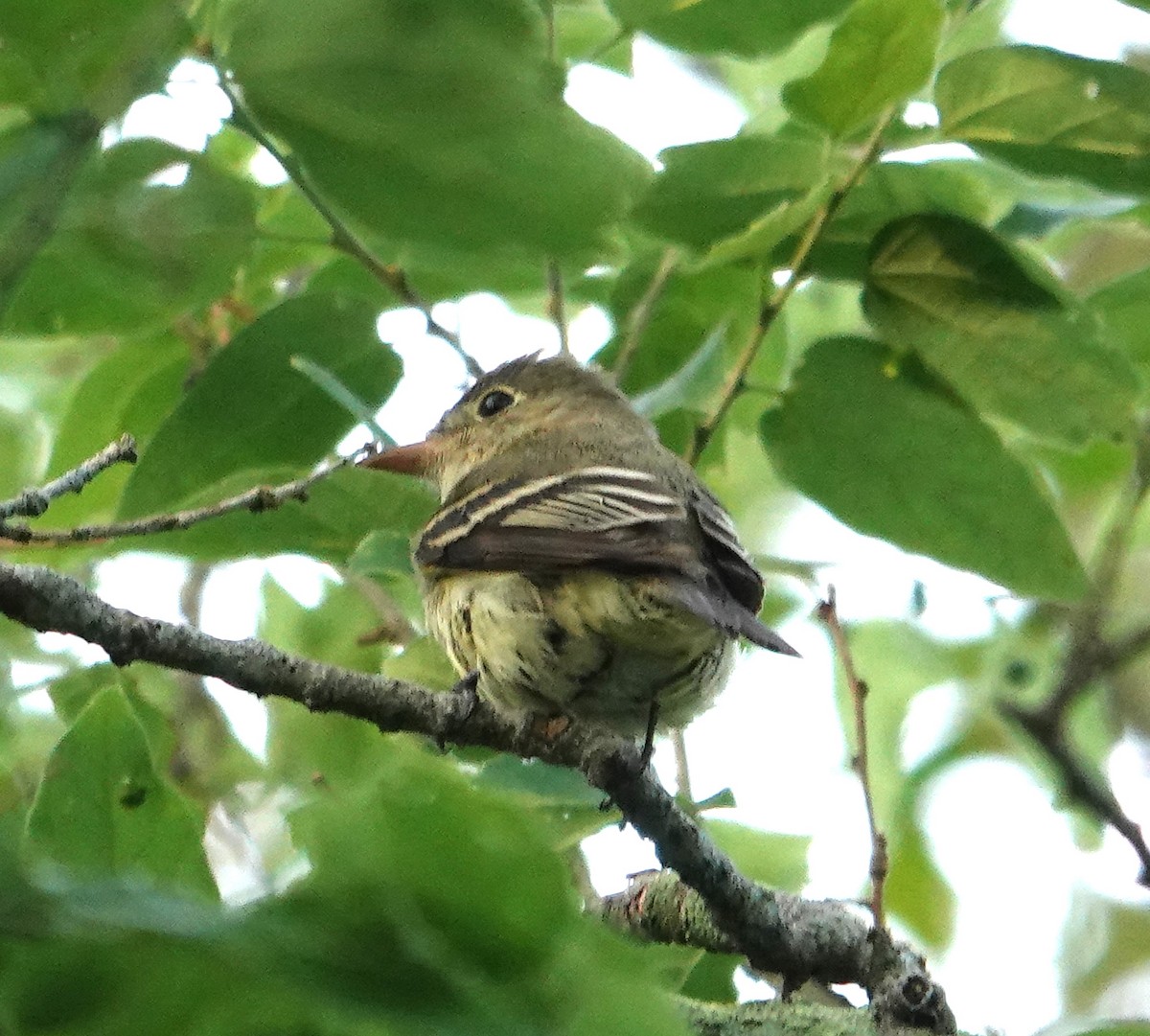 Empidonax sp. - Steve Rogow