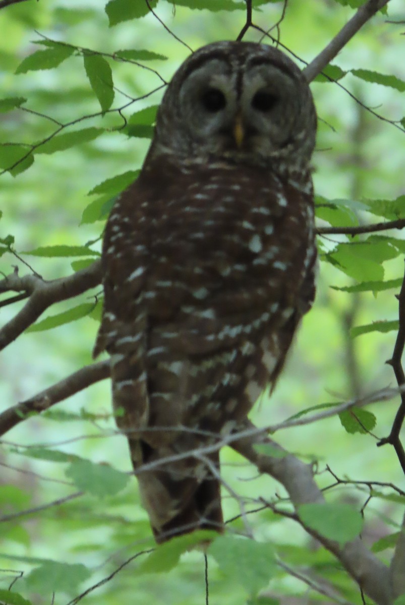 Barred Owl - Elizabeth Lyons