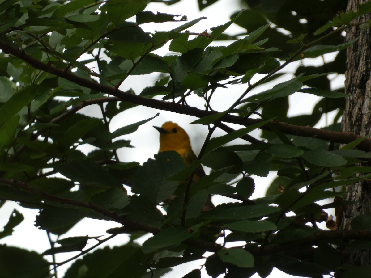 Prothonotary Warbler - ML618223291