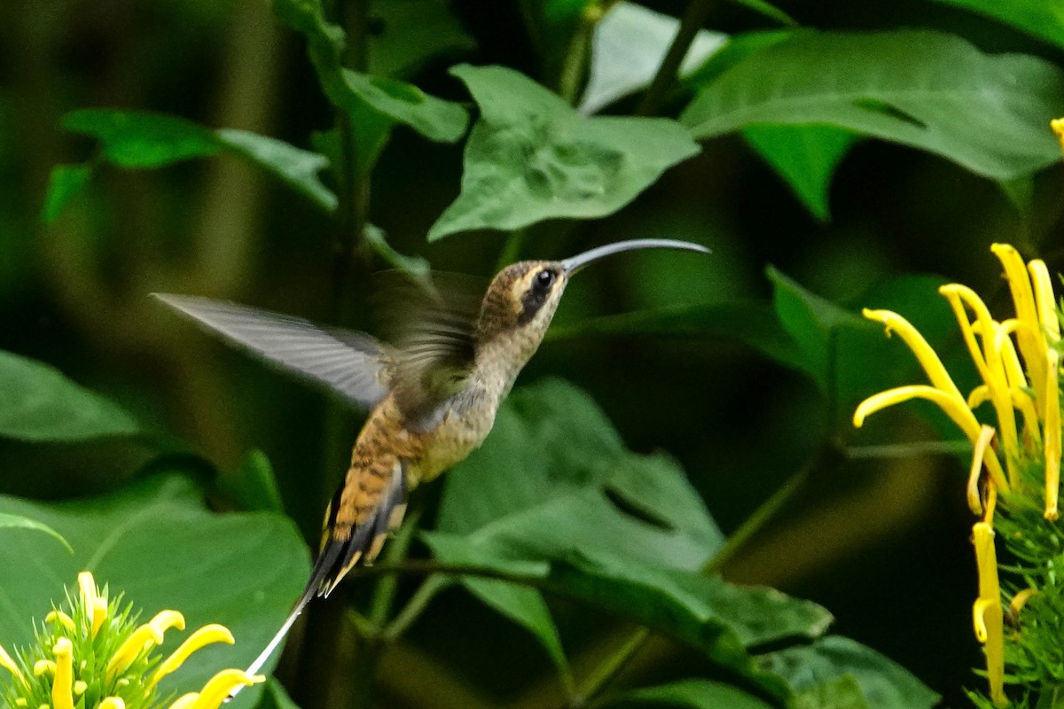 Green Hermit - Kathy Doddridge