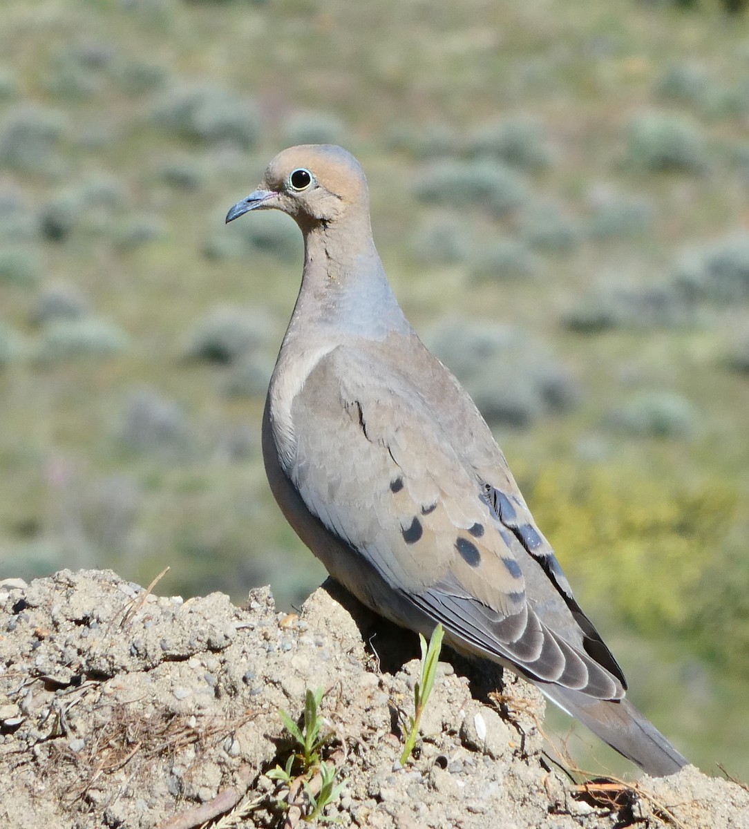 Mourning Dove - Lori Bellis