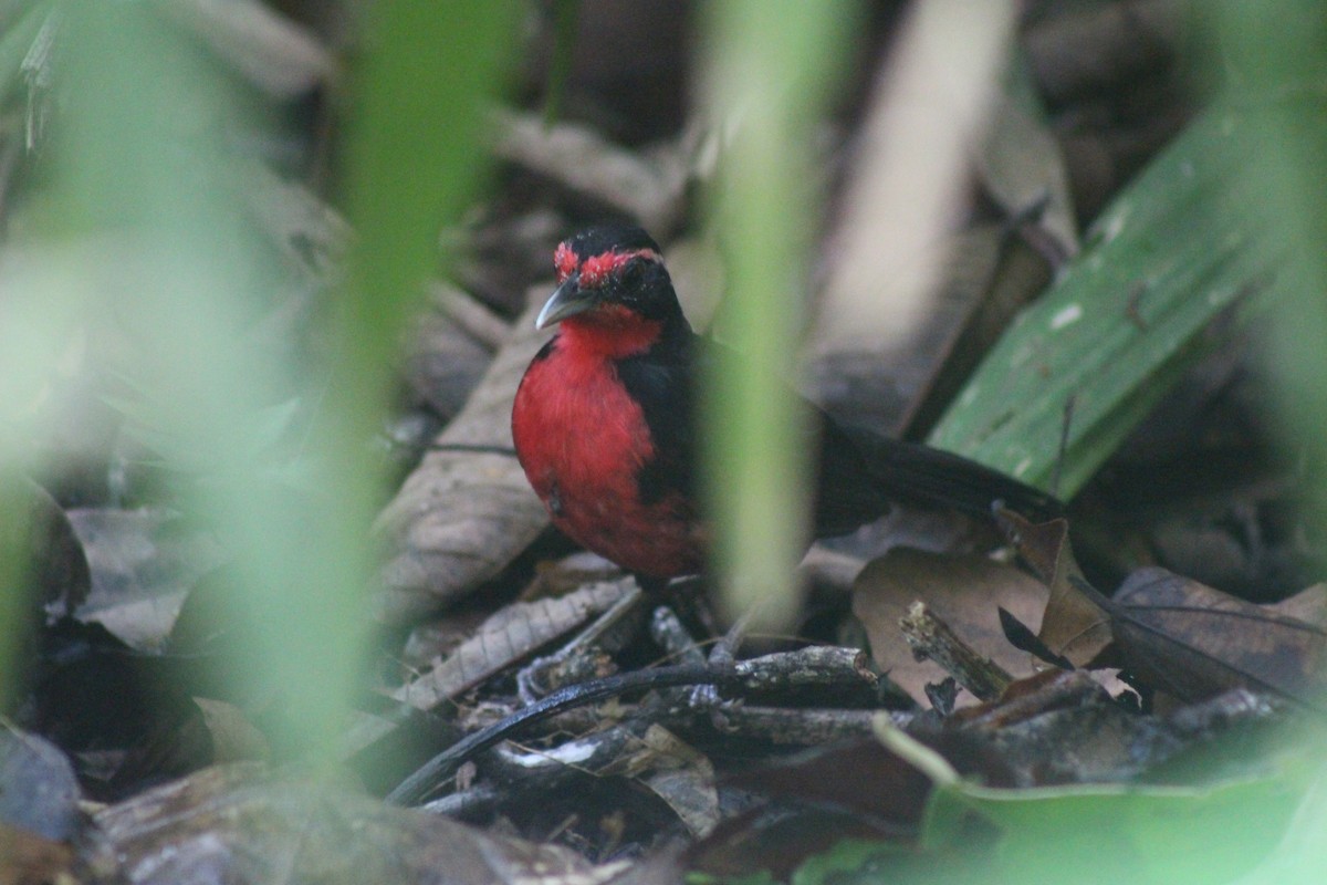 Rosy Thrush-Tanager - Carlotta Bonaldi