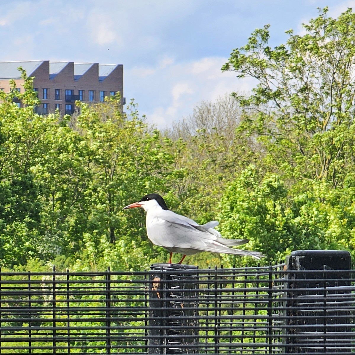 Common Tern - Luca Forneris