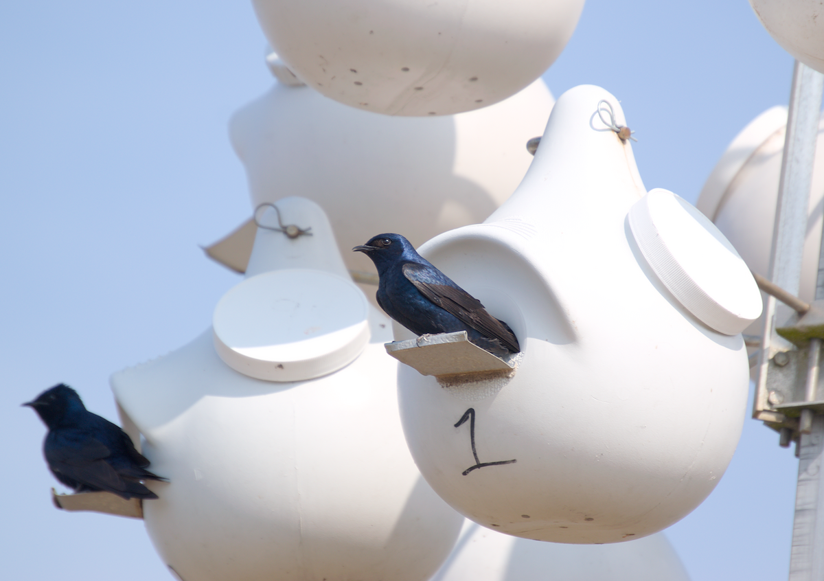 Purple Martin - Leland W