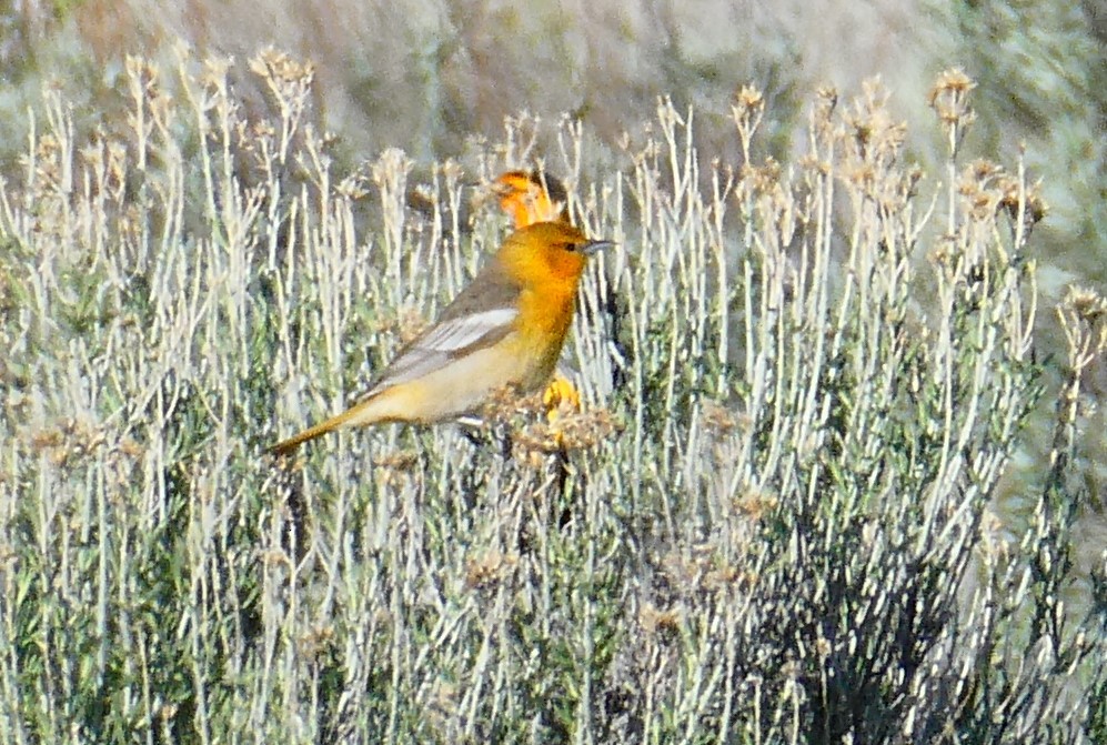 Bullock's Oriole - Lori Bellis