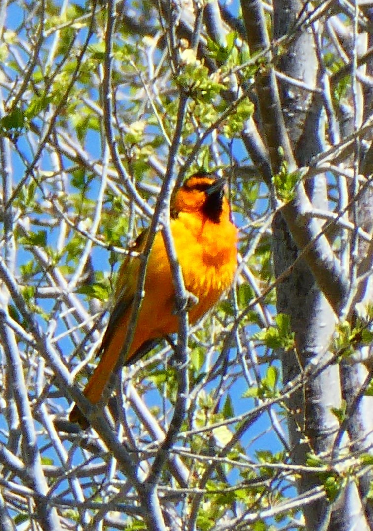 Bullock's Oriole - Lori Bellis