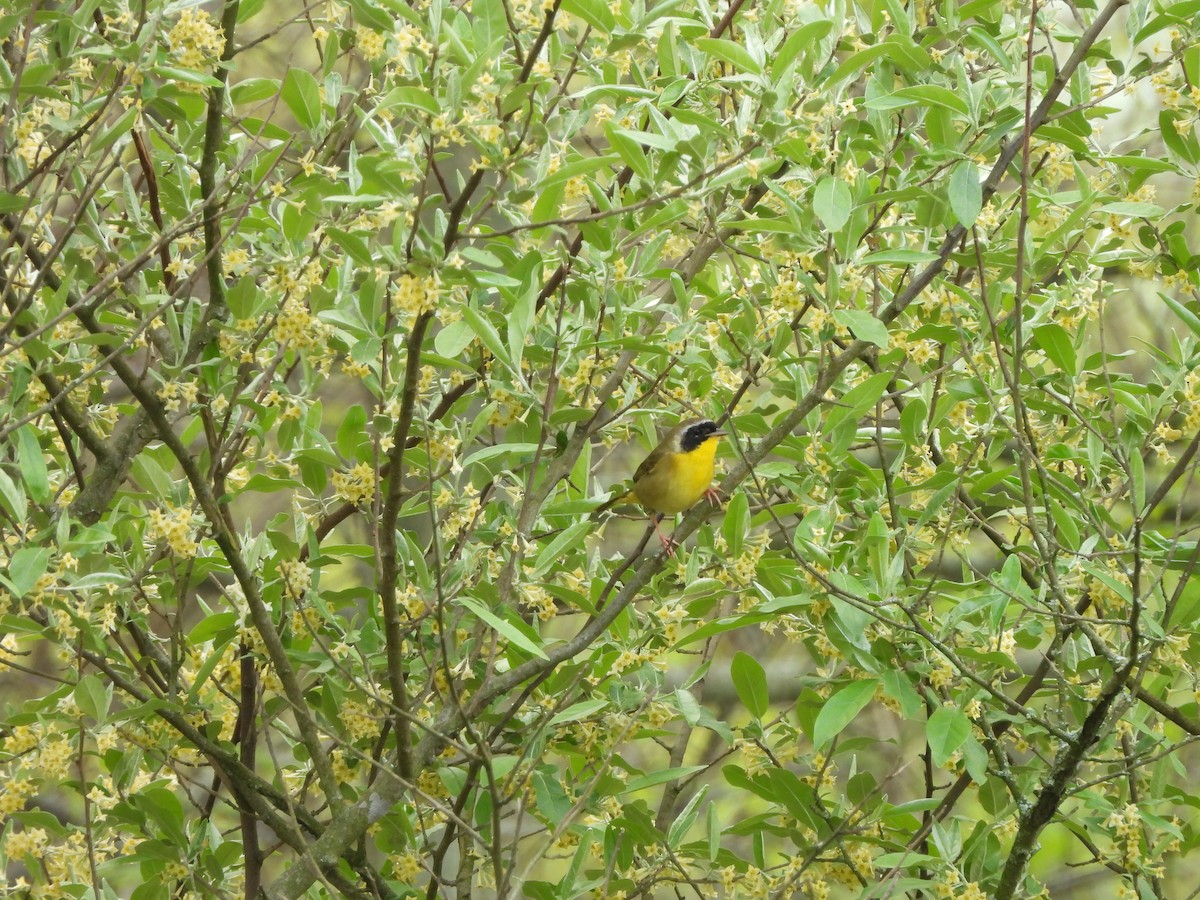 Common Yellowthroat - ML618223389