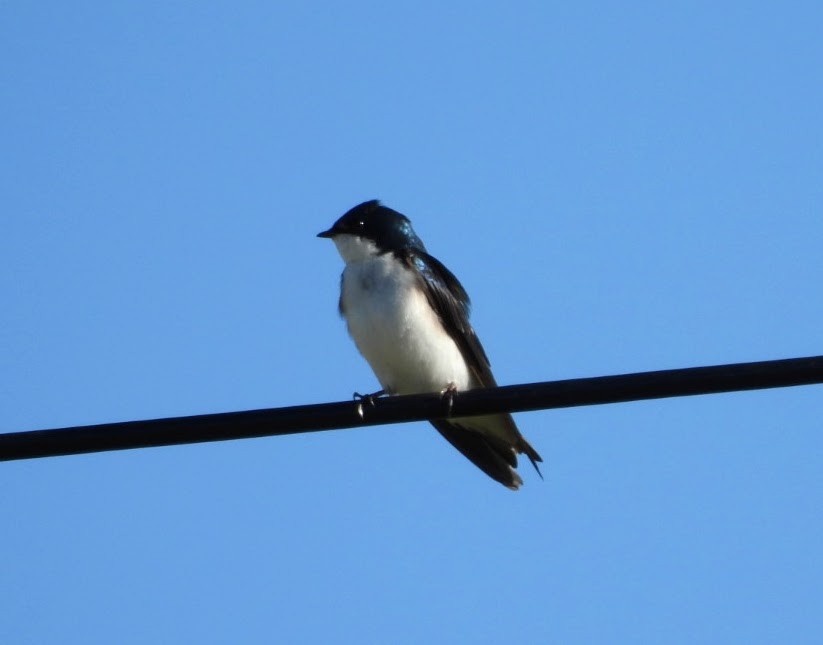 Tree Swallow - ML618223420