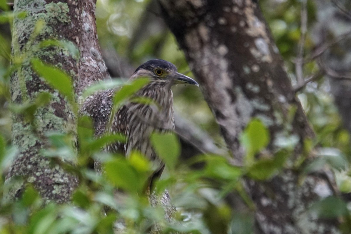 Nankeen Night Heron - Mike Pennington