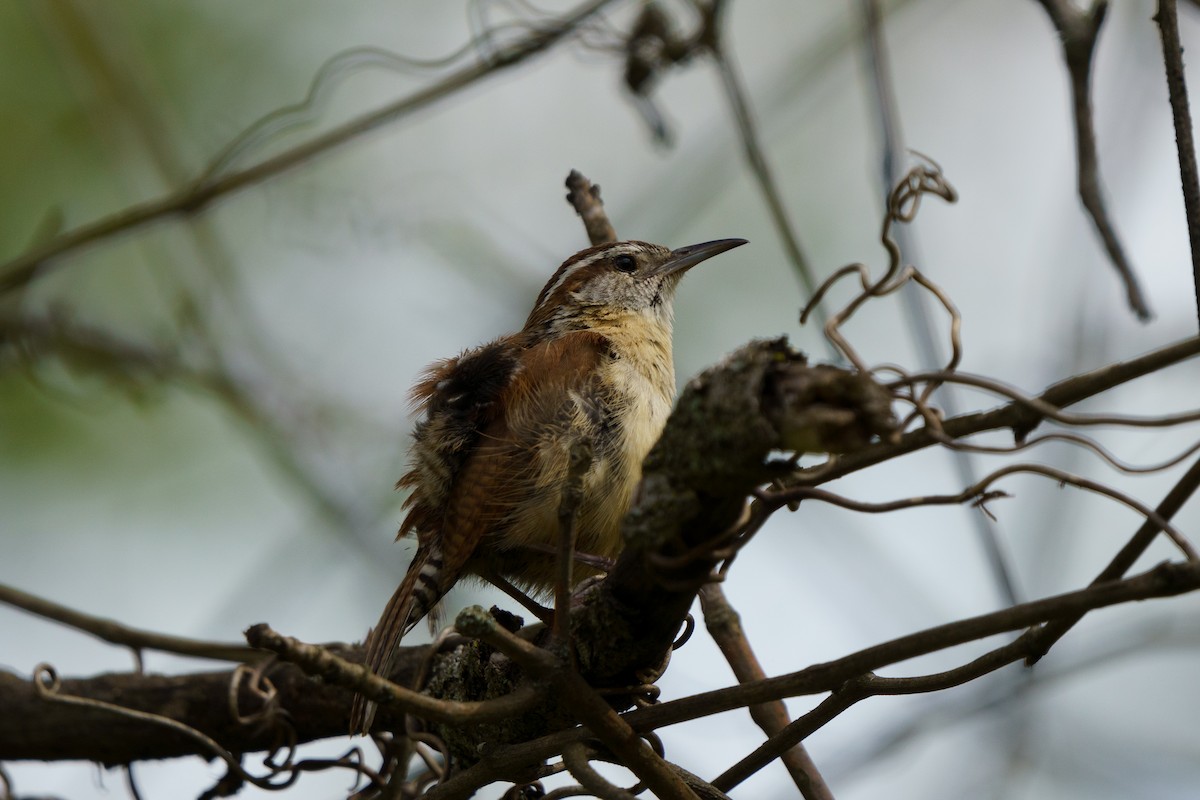 Carolina Wren - Conor Tompkins