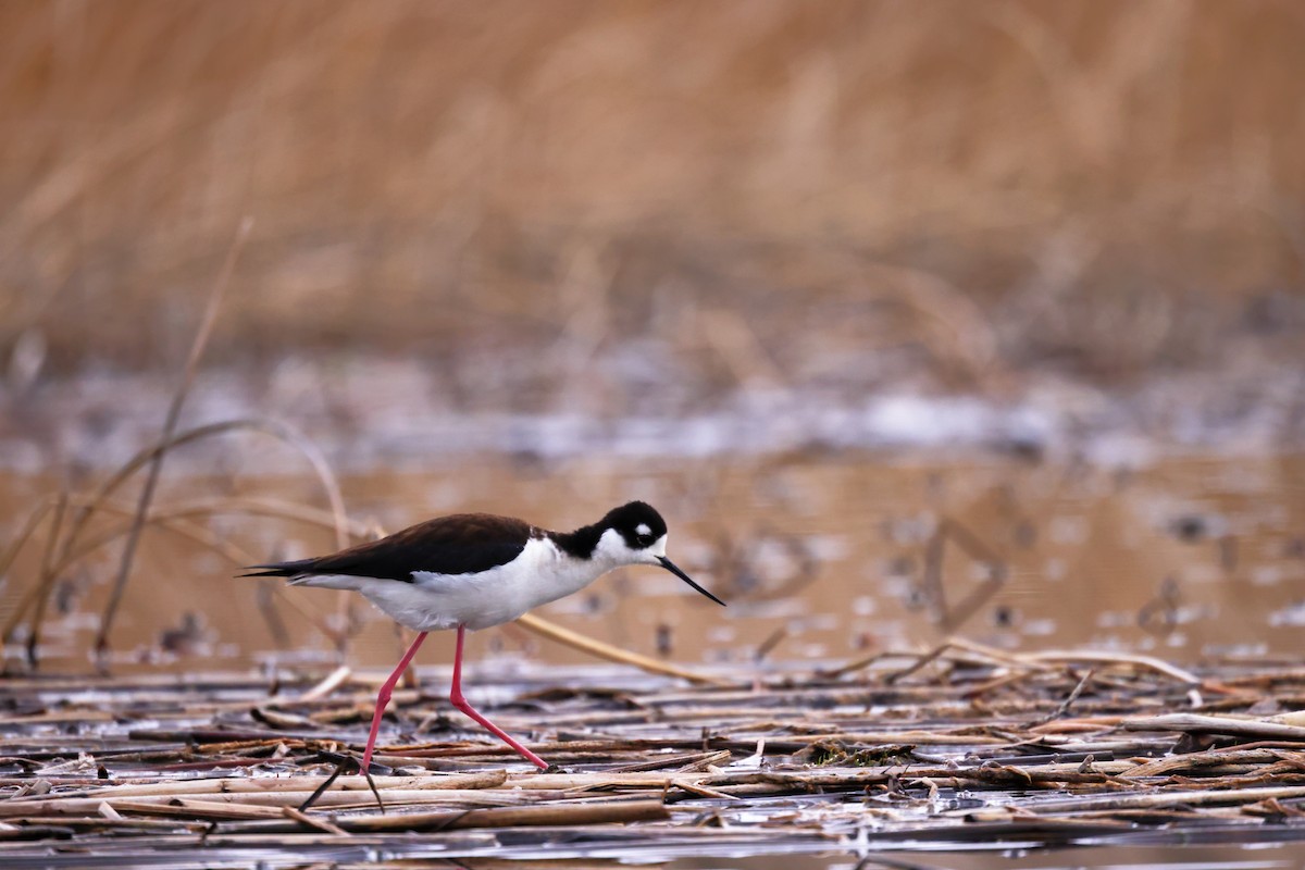 Black-necked Stilt - Tory Mathis