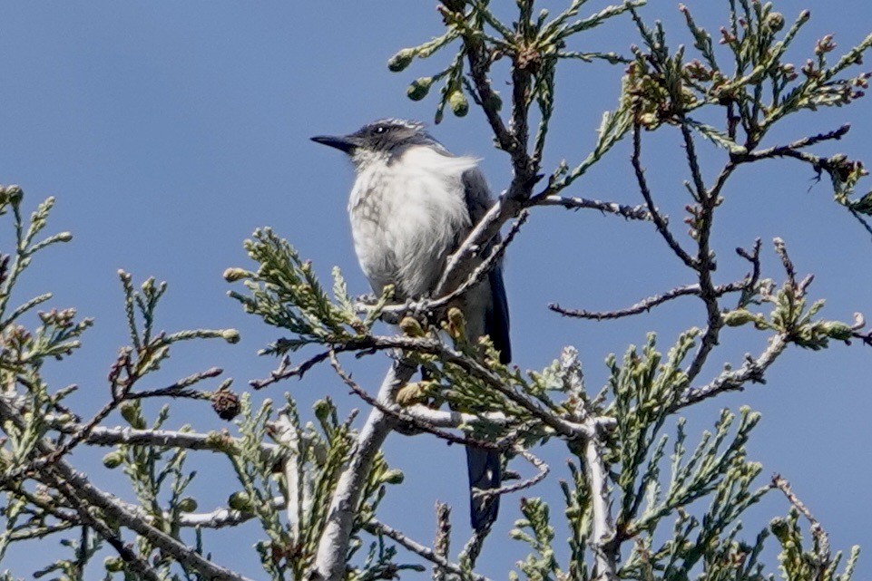 California Scrub-Jay - Alena Capek