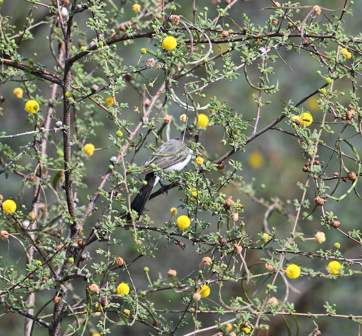 Arabian Warbler - ML618223480