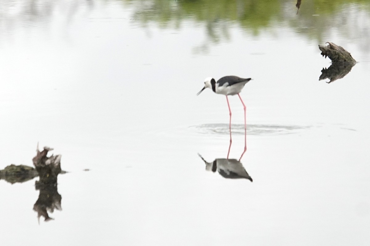 Pied Stilt - Mike Pennington