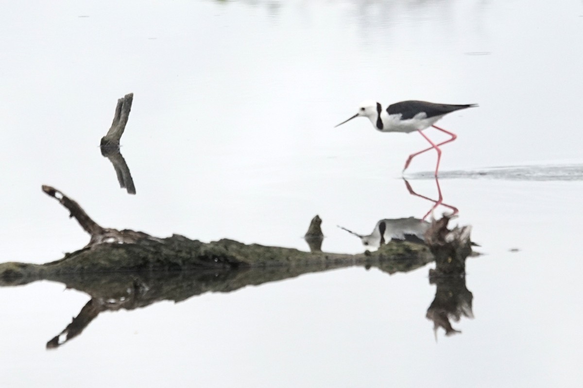 Pied Stilt - Mike Pennington